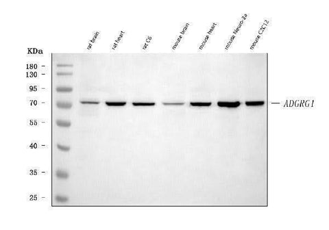Anti-Adgrg1 Antibody Picoband® Boster Bio
