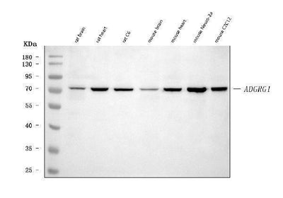 Anti-Adgrg1 Antibody Picoband® Boster Bio