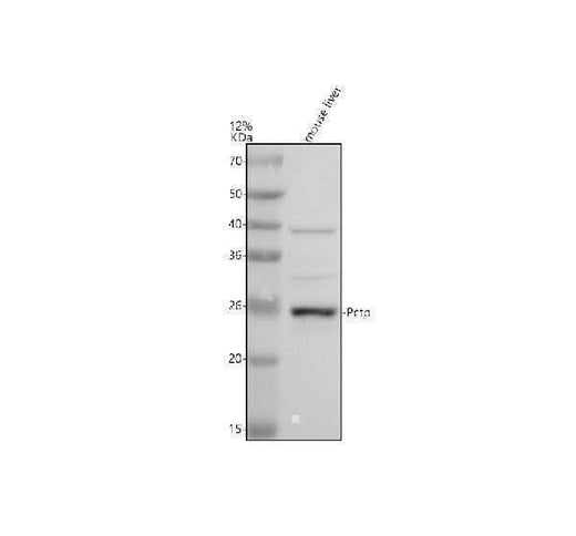 Anti-PCTP Antibody Picoband® Boster Bio