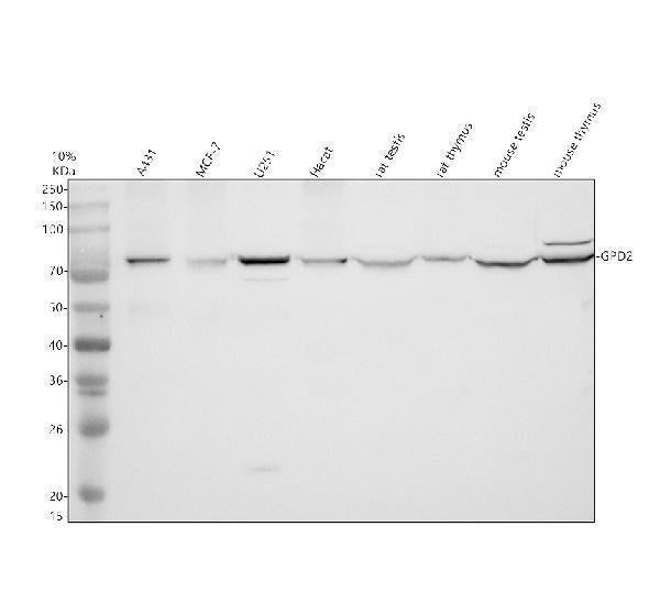 Anti-GPD2 Antibody Picoband® Boster Bio
