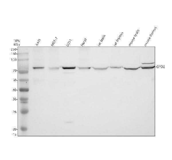 Anti-GPD2 Antibody Picoband® Boster Bio