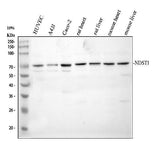 Anti-NDST1 Antibody Picoband® Boster Bio