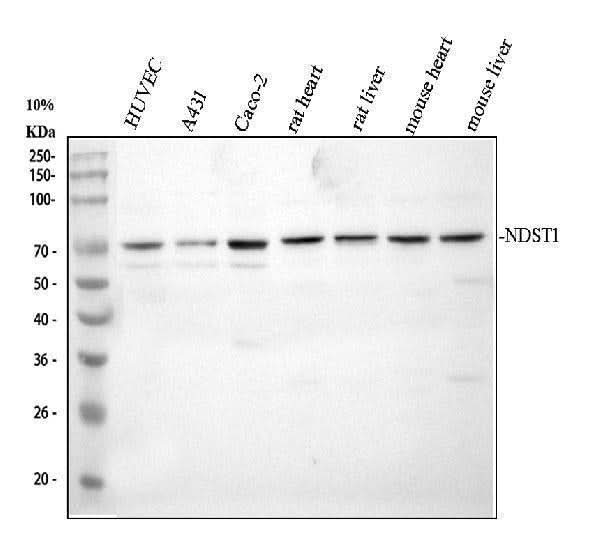 Anti-NDST1 Antibody Picoband® Boster Bio