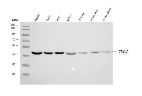Anti-TUFM Antibody Picoband® Boster Bio