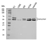 Anti-PDP1/PDP Antibody Picoband® Boster Bio