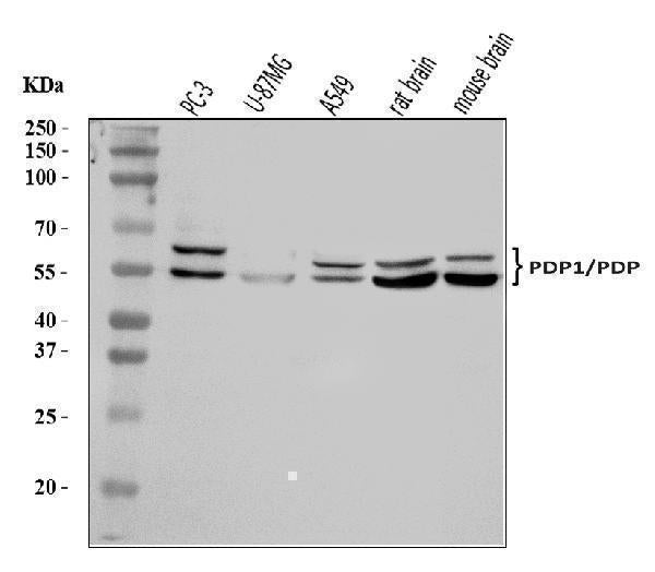 Anti-PDP1/PDP Antibody Picoband® Boster Bio