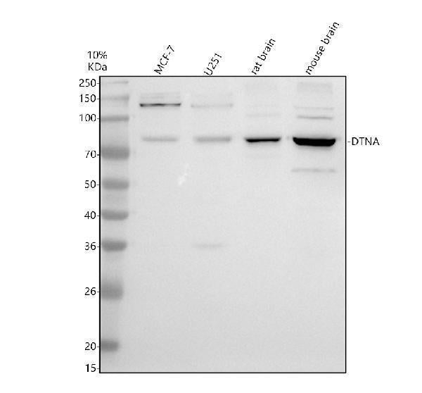Anti-DNAJC9 Antibody Picoband® Boster Bio
