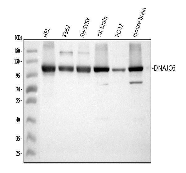 Anti-DNAJC6 Antibody Picoband® Boster Bio