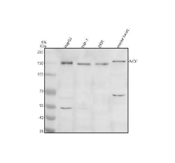 Anti-Entactin/NID1 Antibody Picoband® Boster Bio