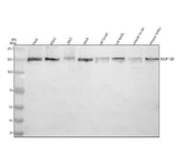 Anti-NUP160 Antibody Picoband® Boster Bio