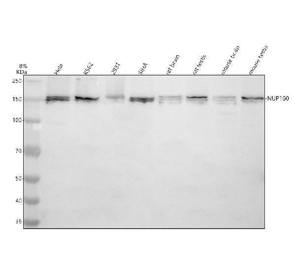 Anti-NUP160 Antibody Picoband® Boster Bio