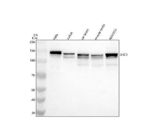 Anti-ERC1 Antibody Picoband® Boster Bio