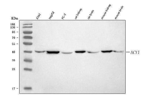 Anti-ACY-1/ACY1 Antibody Picoband® Boster Bio