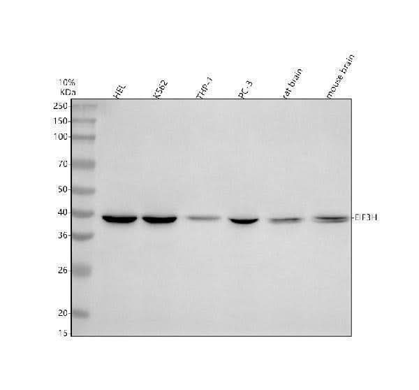 Anti-EIF3H Antibody Picoband® Boster Bio