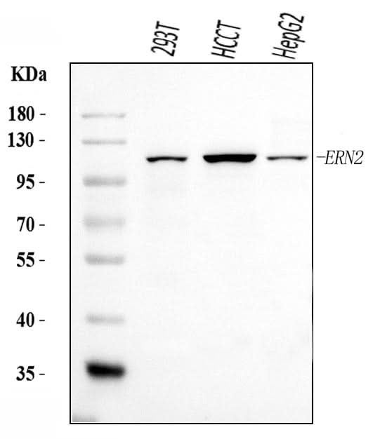 Anti-ERN2 Antibody Picoband® Boster Bio