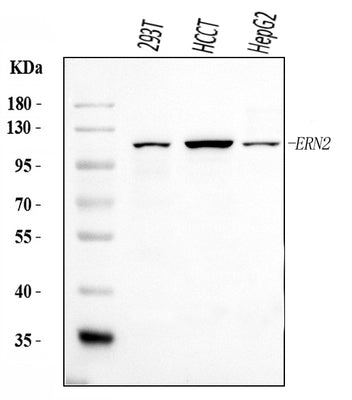 Anti-ERN2 Antibody Picoband® Boster Bio