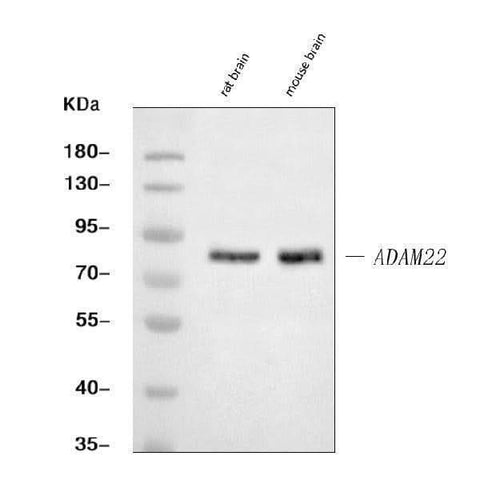 Anti-ADAM22 Antibody Picoband® Boster Bio