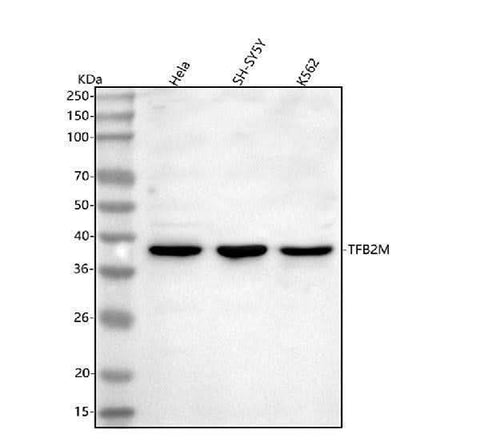 Anti-TFB2M Antibody Picoband® Boster Bio
