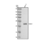 Anti-RAB21 Antibody Picoband® Boster Bio