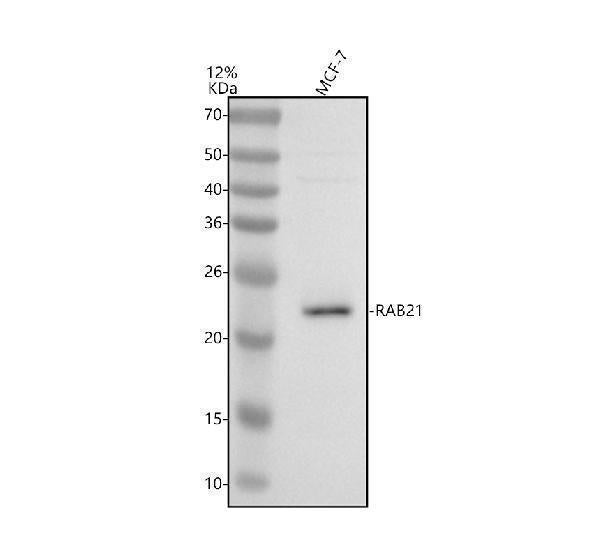 Anti-RAB21 Antibody Picoband® Boster Bio