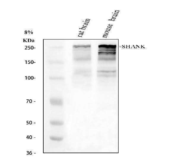 Anti-SHANK1 Antibody Picoband® Boster Bio
