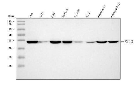 Anti-ST13 Antibody Picoband® Boster Bio
