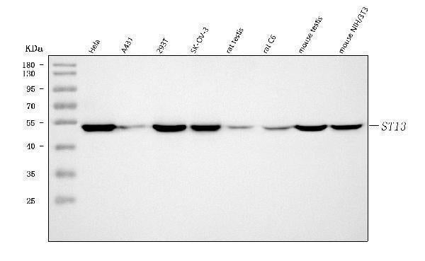 Anti-ST13 Antibody Picoband® Boster Bio