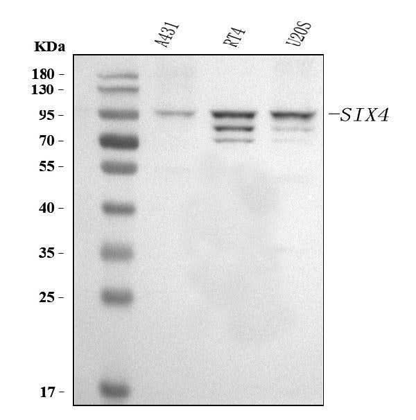 Anti-SIX4 Antibody Picoband® Boster Bio