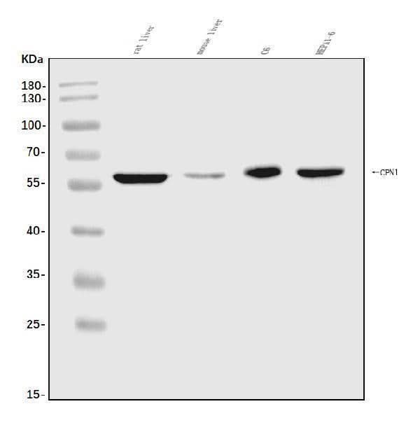 Anti-CPN1 Antibody Picoband® Boster Bio