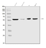 Anti-CPN1 Antibody Picoband® Boster Bio