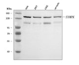 Anti-Symplekin/SYMPK Antibody Picoband® Boster Bio