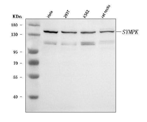 Anti-Symplekin/SYMPK Antibody Picoband® Boster Bio