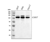 Anti-LMO7 Antibody Picoband® Boster Bio