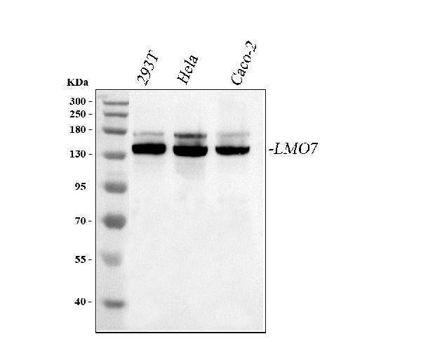 Anti-LMO7 Antibody Picoband® Boster Bio