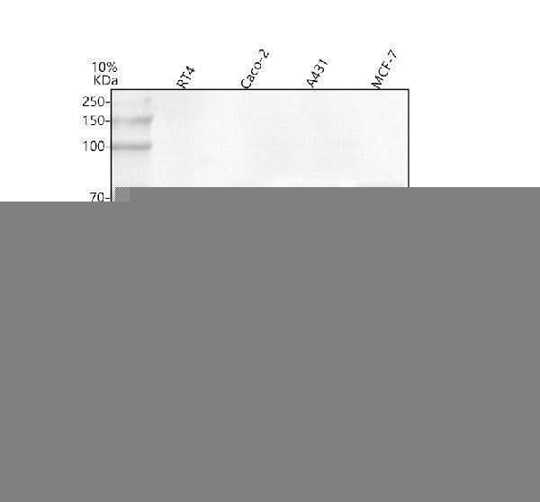 Anti-MARVELD2 Antibody Picoband® Boster Bio