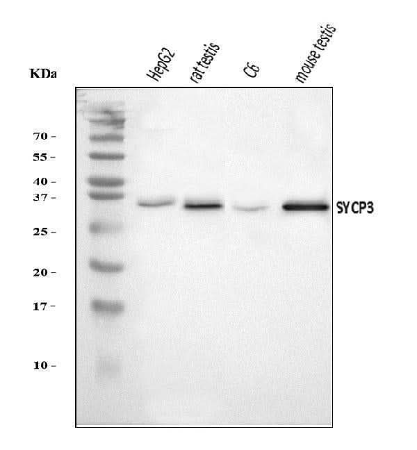 Anti-SCP3/SYCP3 Antibody Picoband® Boster Bio