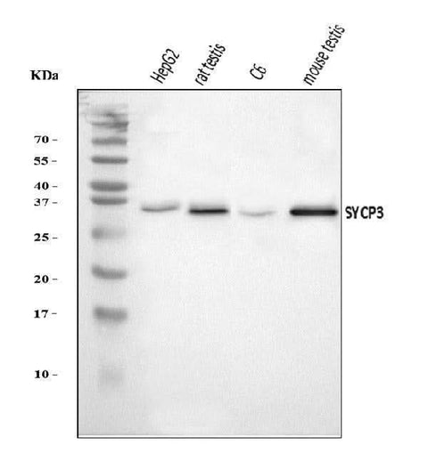 Anti-SCP3/SYCP3 Antibody Picoband® Boster Bio