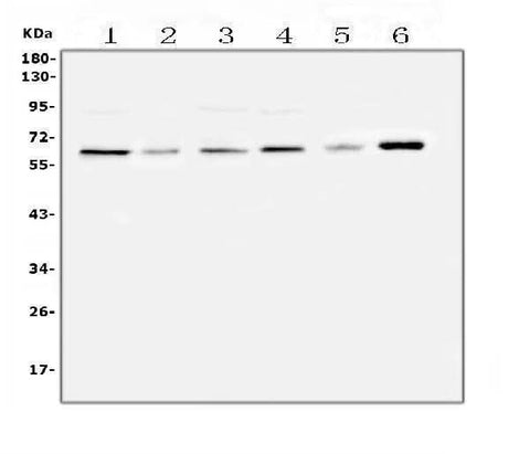 Anti-SPARCL1 Antibody Picoband® Boster Bio