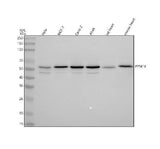 Anti-PPM1B Antibody Picoband® Boster Bio