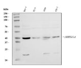 Anti-AHA1/AHSA1 Antibody Picoband® Boster Bio