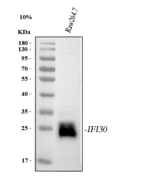 Anti-GILT/IFI30 Antibody Picoband® Boster Bio