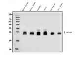 Anti-GILT/IFI30 Antibody Picoband® Boster Bio