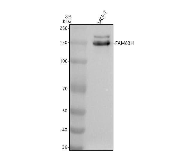 Anti-FAM83H Antibody Picoband® Boster Bio