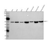Anti-NKX6-1 Antibody Picoband® Boster Bio