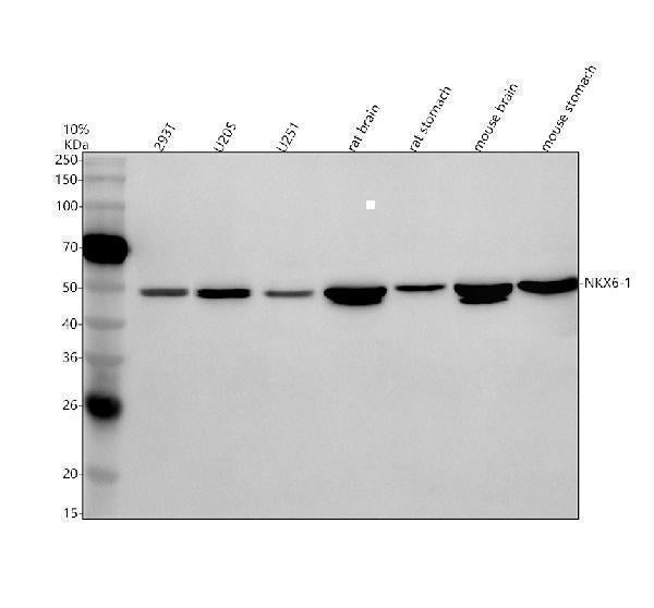 Anti-NKX6-1 Antibody Picoband® Boster Bio
