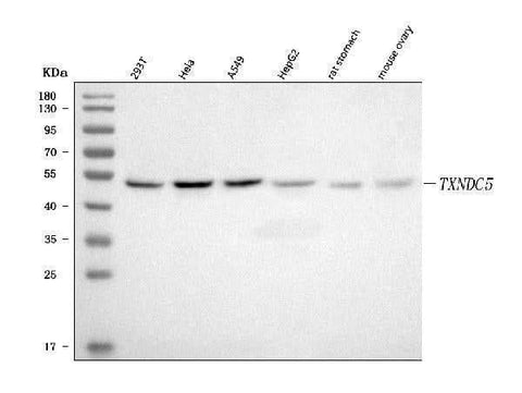 Anti-TXNDC5 Antibody Picoband® Boster Bio