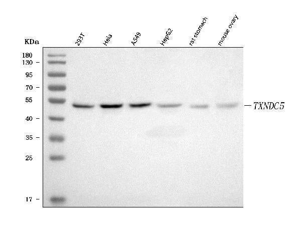 Anti-TXNDC5 Antibody Picoband® Boster Bio