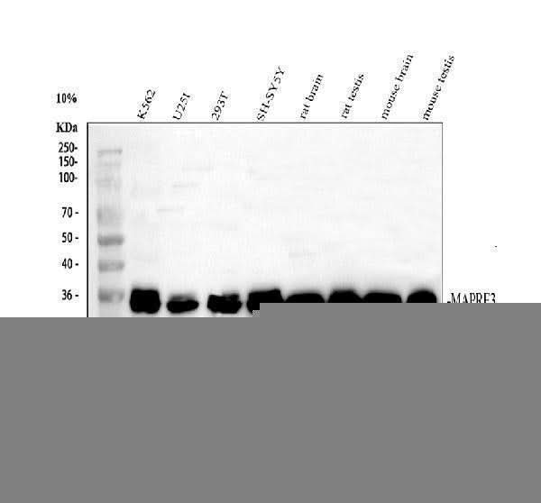 Anti-EB3/MAPRE3 Antibody Picoband® Boster Bio