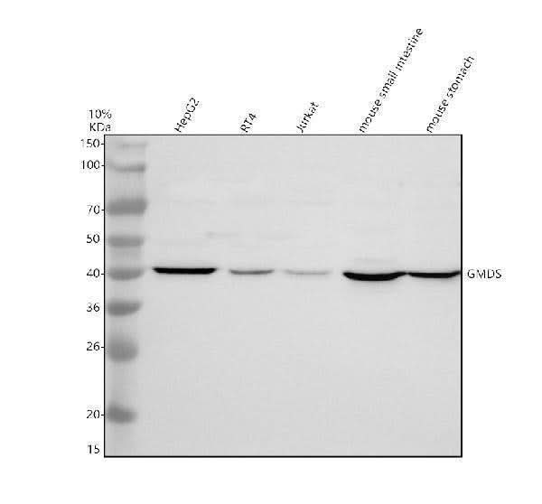 Anti-GMDS Antibody Picoband® Boster Bio