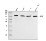 Anti-RTF1 Antibody Picoband® Boster Bio